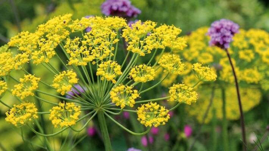 Organic Bouquet Dill Seeds | Non - Gmo
