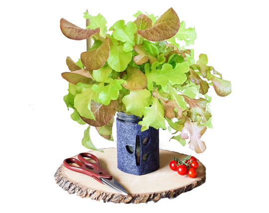 Lettuce Garden Kit, Indoor Herb Mason Jar Garden, Supplies, Windowsill