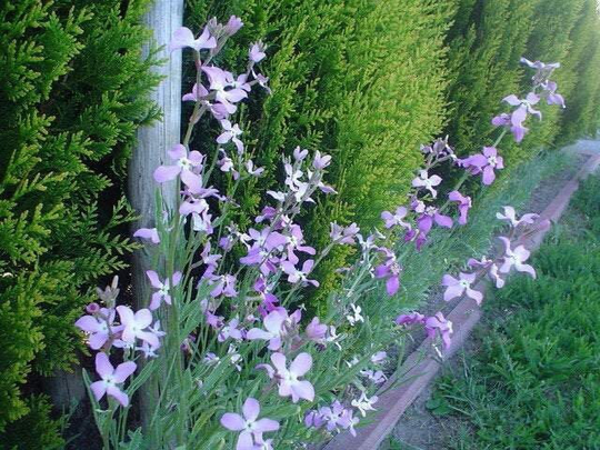 Night-Scented Stock Seeds, Non Gmo, Fresh, Easy To Grow