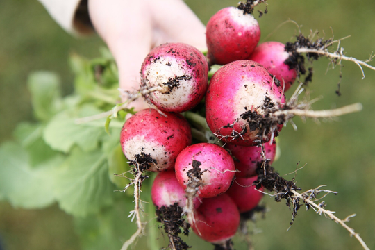 Lot Of 500 Radish Seeds National 2