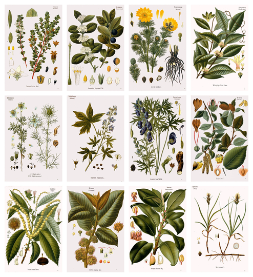 12 X Köhler's Medicinal Plants Postcards #5 - A Set Of Reproduction Art 300Gsm Premium-Quality Matte Photo Card