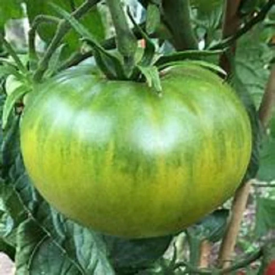 Aunt Ruby's German Green - 40 Hand Picked Seeds