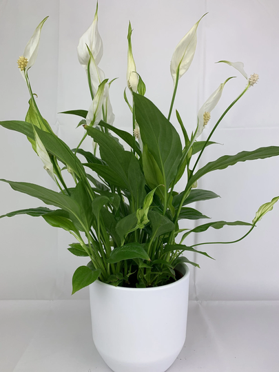 Spathiphyllum Peace Lily in White Ceramic Pot Gift