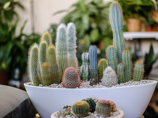 Cactus Garden Seeds