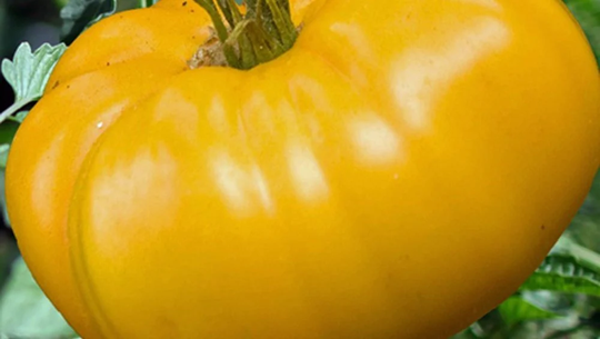 Vegetable - Brandywine Yellow Tomato 20 Premium Quality Seeds