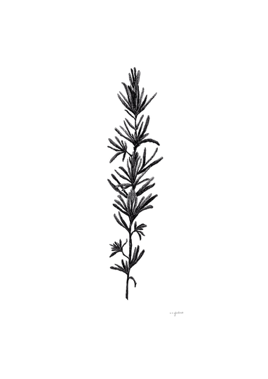 Botanical Print -