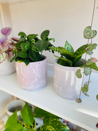 Concrete Planter Pot | Interior Decoration Handcrafted Vase 3 4 in Wavy Irregular Edge