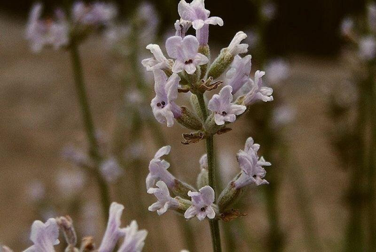 Lavender English Rosea Plant Flower Herb 8+ Seeds Annual | Delicate Pink Flowers Held Above The Soft Grey Green Foliage