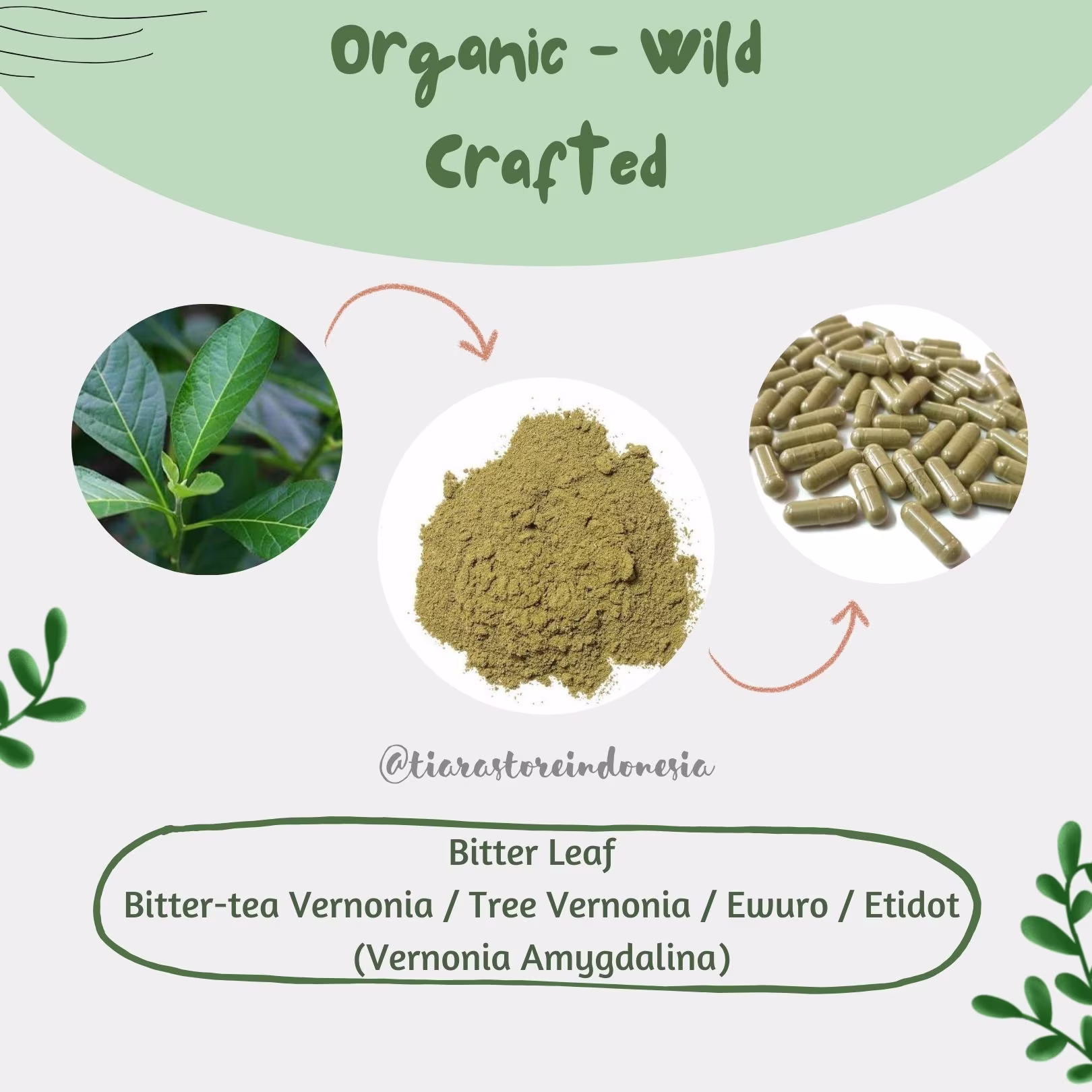 Powder/Capsules Bitter Leaf Bitter-Tea Vernonia Tree Ewuro Etidot Amygdalina Organic Wildcrafted Fresh Natural