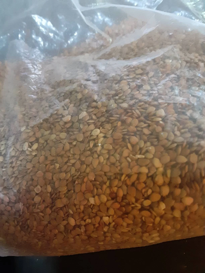 American Elm Tree Seeds