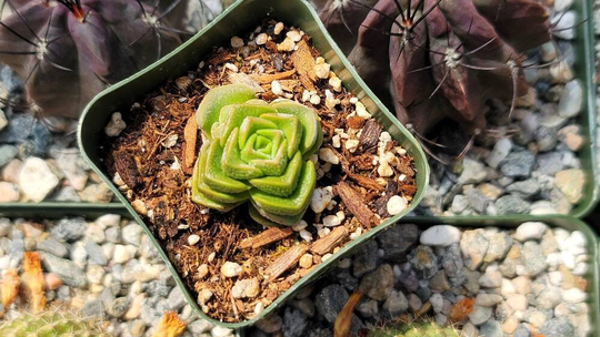Crassula Dorothy 2