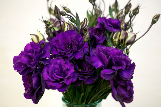 Mpb#4 Lisianthus Seeds Echo Purple 50 Pelleted Flower Double Flowers