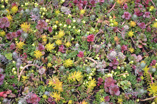 Sedum Species Mixed Approx. 100 Seeds, Hardy Perennial, Fairy Flower Seeds