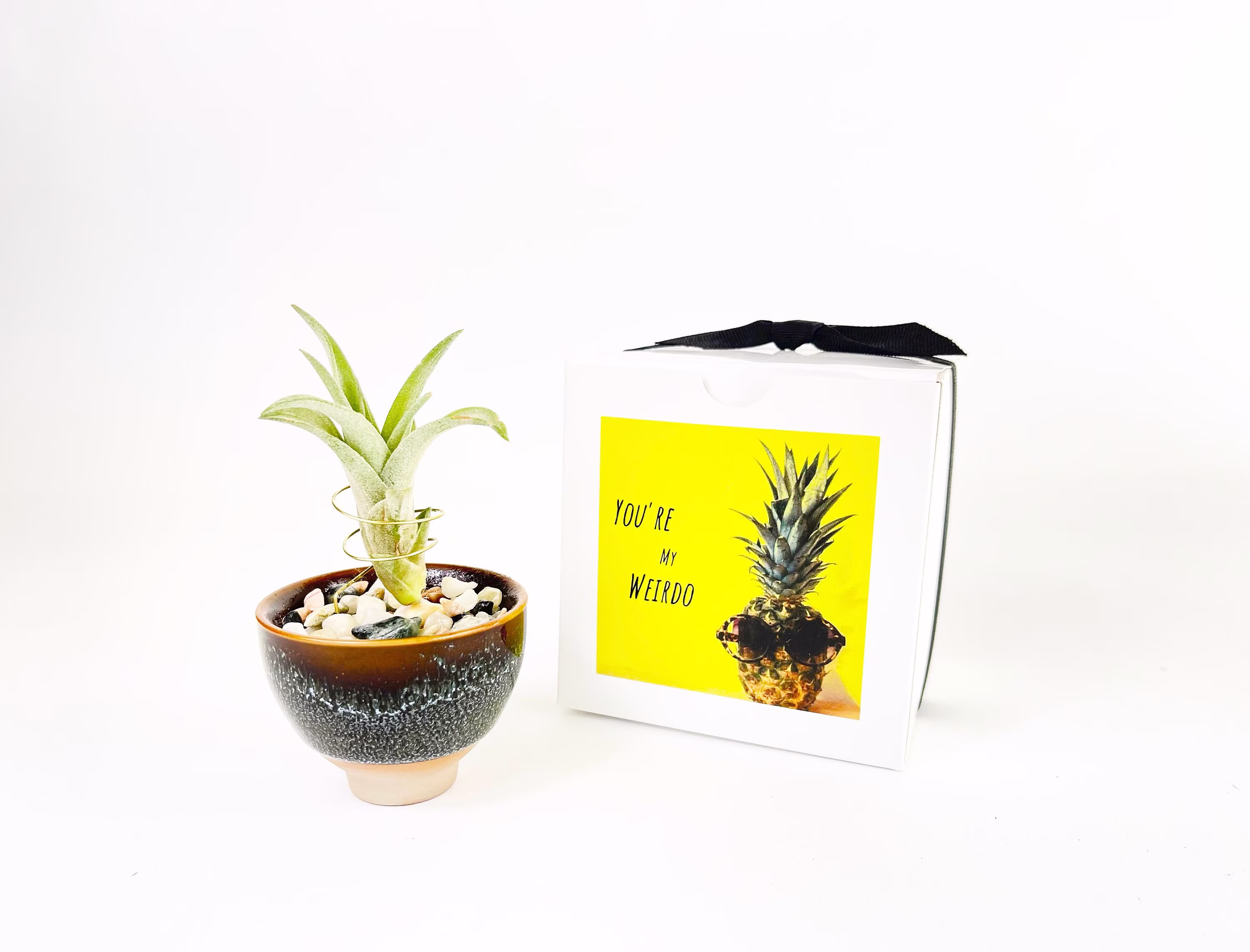 Mini Ceramic Air Plant Holder| Includes Live & Gift Box, Unique & Meaningful For Friend, Home Office Decor Women