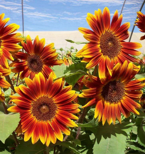 12 Little Becka Sunflower Seeds - Fresh Dwarf Plant Us Seller Multicolor Flower For Beginners Easy 2 Grow