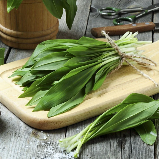 Herb Seeds Cheremsha