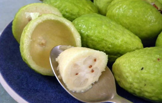 Pineapple Guava/Feijoa Sellowiana/Guavasteen Between 1-2 Feet Tall From Ground Level. No Shipping To California Ca