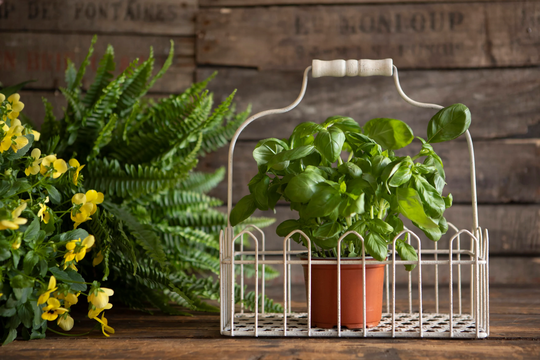 Kitchen Herb Pot Plant Container