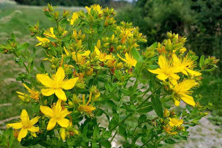 Saint John's Wort | Hypericum Perforatum Seeds, Organic