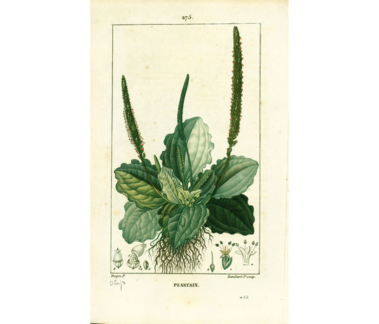 1831 Greater Plantain Plantago Major Antique Print Medicinal Plant Nature Botanical Botany Wall Art Framing Home Decor