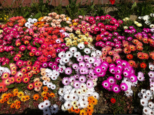 Iceplant Seeds, Mixed Ice Plant Colors, 3000 Seeds // Open Pollinated, Non-Gmo, Dorotheanthus Bellidiformis