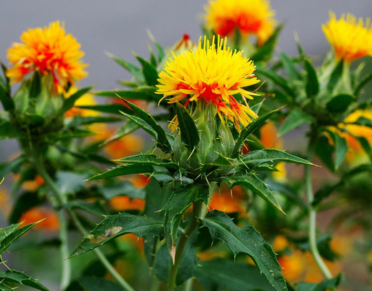 Saffron Thistle Lemon Yellow - 20 Seeds Carthamus Tinctorius