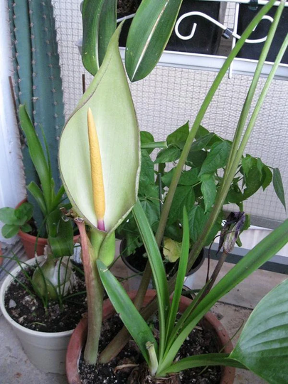 10 Arum Italicum Seeds , Italian Arum