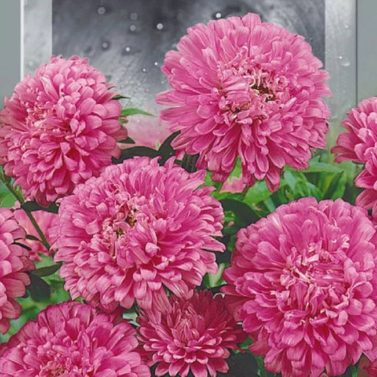 Aster Dwarf Classic Salmon Seeds Annual Flowering Non Gmo For Planting | 204744