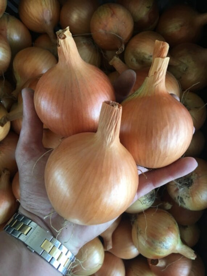 Onion Seeds Golden About 100