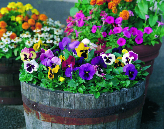 Pansy F1, Power Mix Spectacular Extra Large Flowers Approx, 25 Seeds