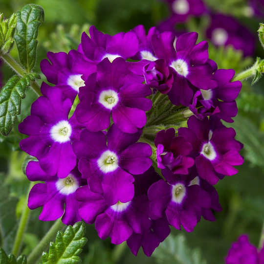 Verbena Seeds Obession Cascade Purple Shades With Eye 25 Thru 250 Trailing