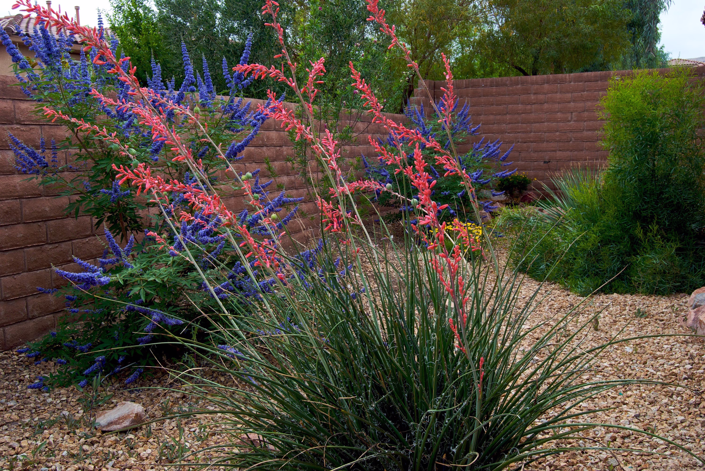 Red Yucca Hesperaloe Parviflora 50 Seeds