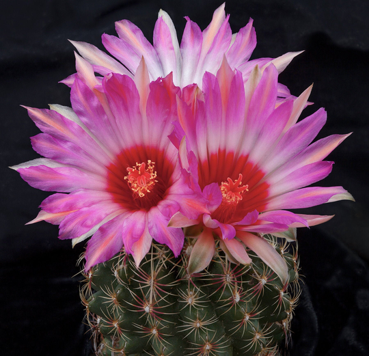Thelocactus Bicolor Ssp. Schwarzii, 20 Seeds