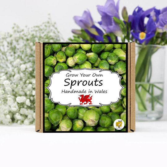 Grow Your Own Vegetables Kit / Brussels Sprouts