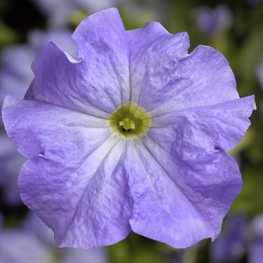 Petunia Seeds Tritunia Blue Sky 250 Thru 1, 000 Pelleted