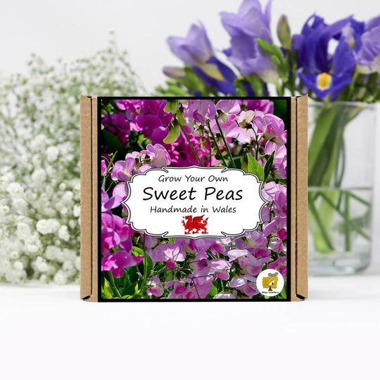 Grow Your Own Sweet Pea Flowers Kit