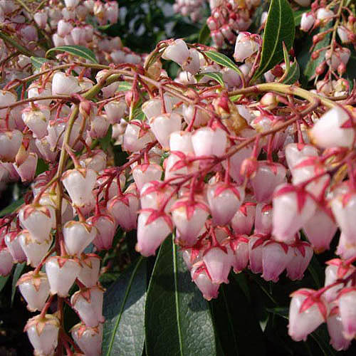 Plant Gifts Evergreen Pieris Plant