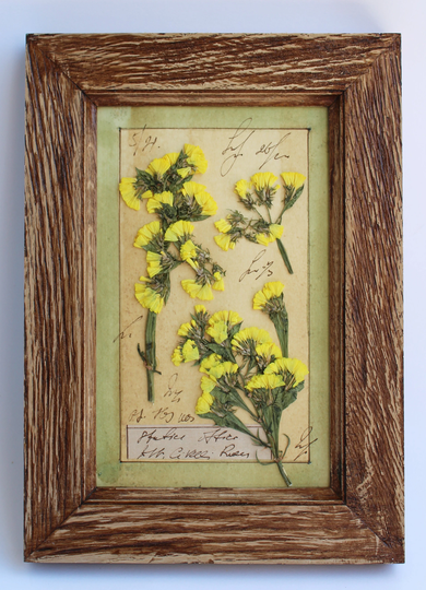 Pressed Limonium in Brown Oak Frame, Herbarium, Pressed Flower Art, Plant Framed, Dried Herbs, Plants