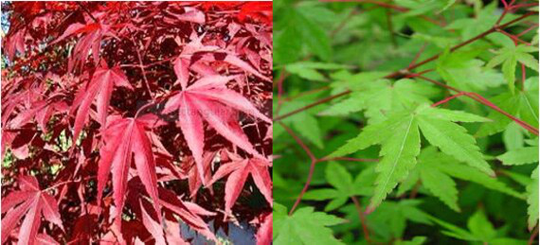 10 X Mixed Maple Seeds. 5 Japanese & Redleaf