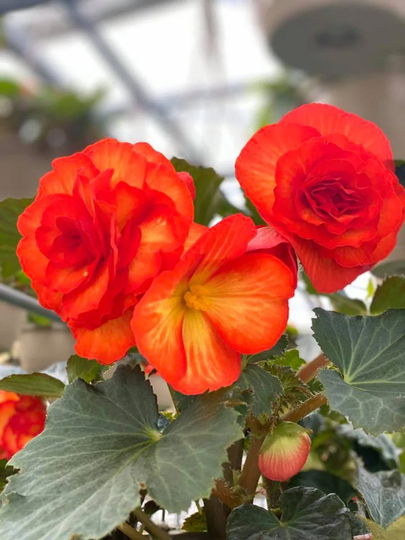 Begonia Nonstop Sunset Flower Seeds - Houseplant Or Garden 7 Pelleted