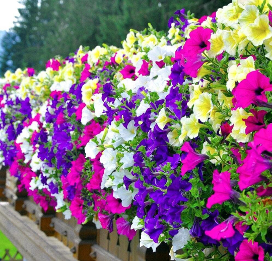 Petunia - A Balcony Mix, Non Gmo, Fresh, Easy To Grow