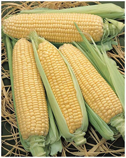 Vegetable - Sweetcorn Elan F1 10 Premium Quality Seeds -1st Class Post