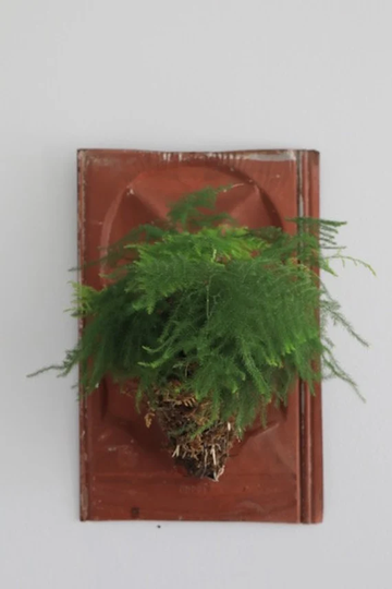 Asparagus Fern On Vintage Architectural Tin Wall Hanging