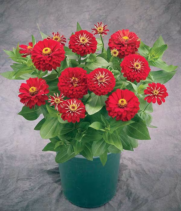 Zinnia Seeds Preciosa Red 25 Thru 250 F1