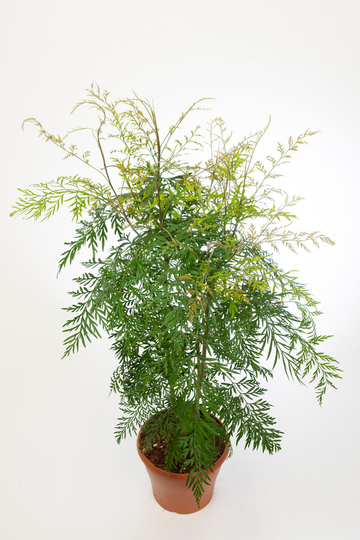 Grevillea Robusta Silky Oak X10 Seeds, Indoor/Outdoor Foliage House Plant