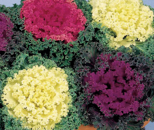 Flowering Kale Seeds Nagoya Mix 50 Thru 500 Cabbage