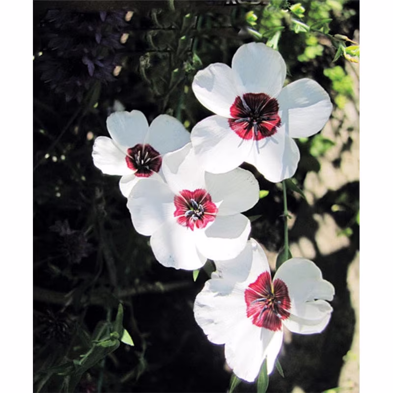 Rare Original Seeds Flower Linen Large-Flowered "Clear Eyes