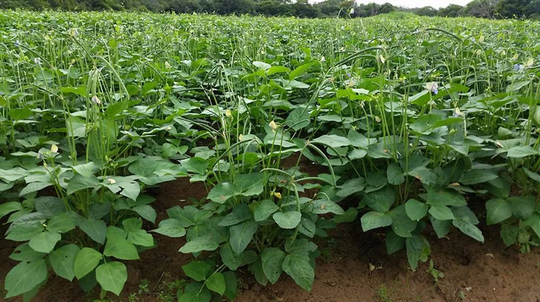 Cowpea Fagiolini Dell'oochio Organic Seed 25