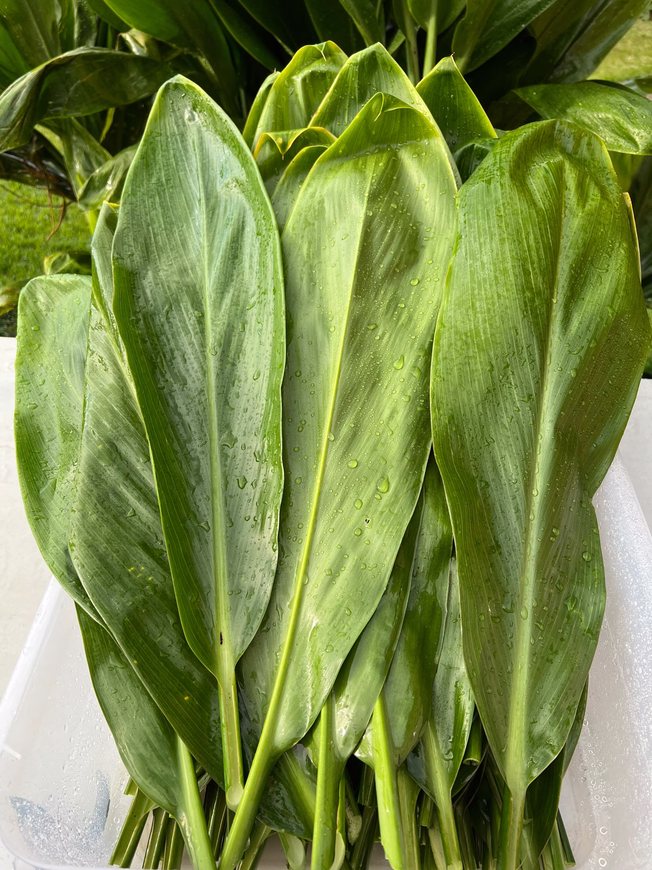 Fresh Hawaiian Ti Leaves