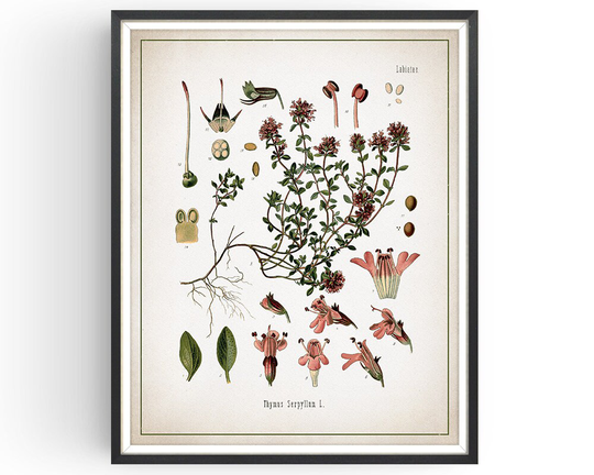 Thyme - Botanical Print Vintage Aromatherapy Art Medicinal Plant Botany Herb Kitchen Decor Unframed